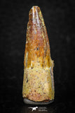 08109 - Well Preserved 1.23 Inch Spinosaurus Dinosaur Tooth Cretaceous