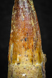 08109 - Well Preserved 1.23 Inch Spinosaurus Dinosaur Tooth Cretaceous