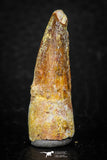 08109 - Well Preserved 1.23 Inch Spinosaurus Dinosaur Tooth Cretaceous