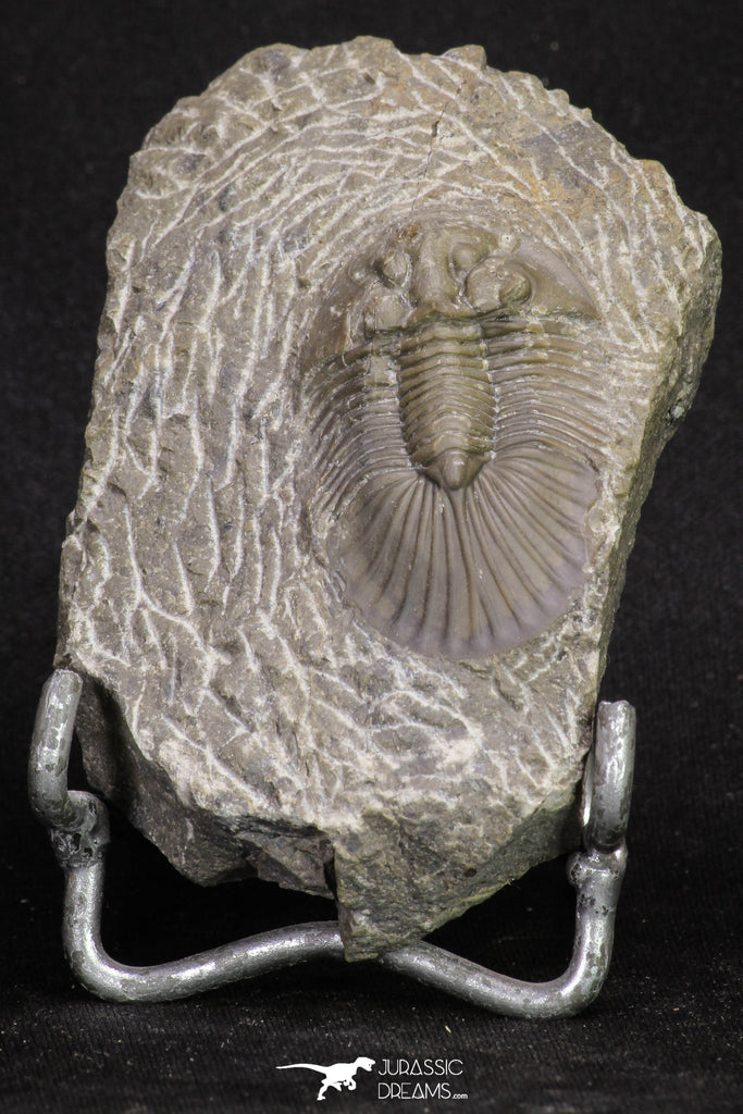 20062 - Top Quality 1.62 Inch Platyscutellum sp Lower Devonian Trilobite
