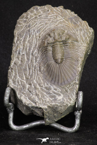 20062 - Top Quality 1.62 Inch Platyscutellum sp Lower Devonian Trilobite