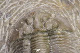20062 - Top Quality 1.62 Inch Platyscutellum sp Lower Devonian Trilobite