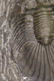 20062 - Top Quality 1.62 Inch Platyscutellum sp Lower Devonian Trilobite