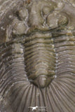 20062 - Top Quality 1.62 Inch Platyscutellum sp Lower Devonian Trilobite