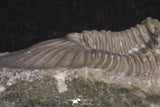 20062 - Top Quality 1.62 Inch Platyscutellum sp Lower Devonian Trilobite