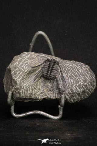 20063 - Nicely Preserved Spiny 1.34 Inch Leonaspis sp Middle Devonian Trilobite