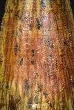 08112 - Well Preserved 1.57 Inch Spinosaurus Dinosaur Tooth Cretaceous