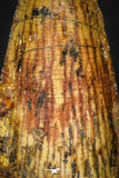 08112 - Well Preserved 1.57 Inch Spinosaurus Dinosaur Tooth Cretaceous