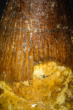 08113 - Well Preserved 1.48 Inch Spinosaurus Dinosaur Tooth Cretaceous