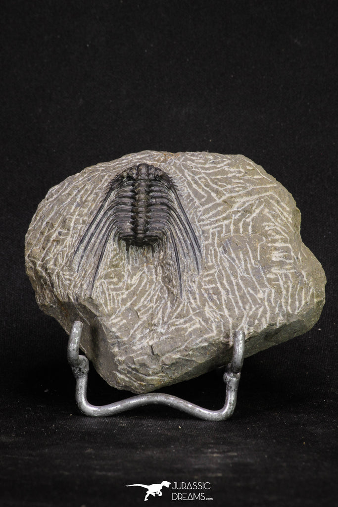 20064 - Nicely Preserved Spiny 1.65 Inch Leonaspis sp Middle Devonian Trilobite