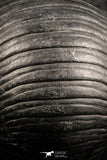 07164 - Top Rare Rolled 1.98 Inch Parahomalonotus planus Lower Devonian Trilobite