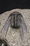 20064 - Nicely Preserved Spiny 1.65 Inch Leonaspis sp Middle Devonian Trilobite
