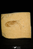 30169- Nicely Preserved Fossil Shrimp 1.99 Inch Carpopenaeus callirostris - Cretaceous Lebanon