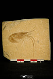 30169- Nicely Preserved Fossil Shrimp 1.99 Inch Carpopenaeus callirostris - Cretaceous Lebanon