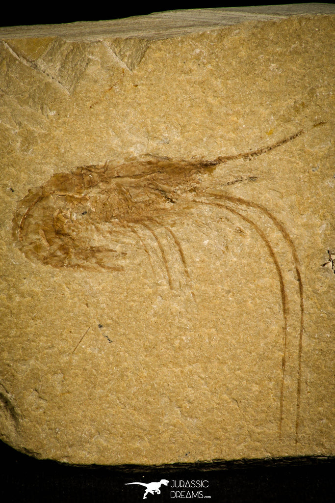 30169- Nicely Preserved Fossil Shrimp 1.99 Inch Carpopenaeus callirostris - Cretaceous Lebanon