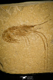 30169- Nicely Preserved Fossil Shrimp 1.99 Inch Carpopenaeus callirostris - Cretaceous Lebanon