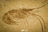 30169- Nicely Preserved Fossil Shrimp 1.99 Inch Carpopenaeus callirostris - Cretaceous Lebanon