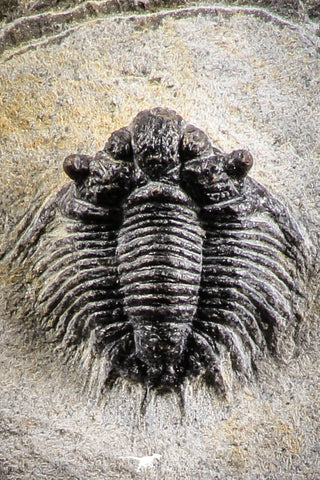07153 - Superb Bug Eyed 1.76 Inch Coltraneia effelesa Middle Devonian Trilobite