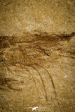 30169- Nicely Preserved Fossil Shrimp 1.99 Inch Carpopenaeus callirostris - Cretaceous Lebanon