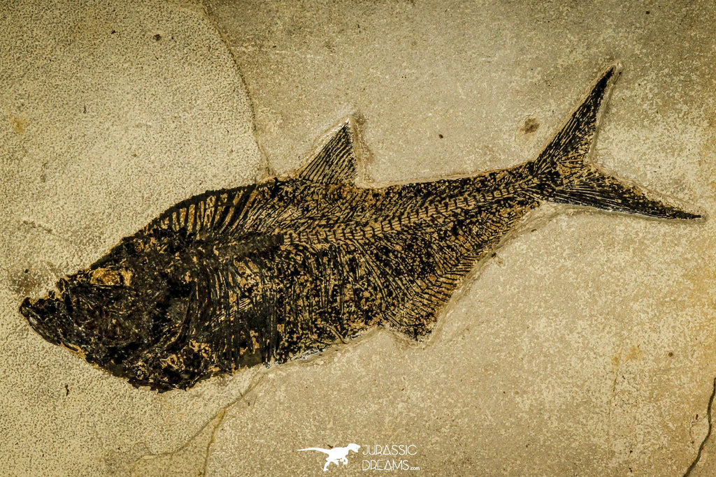 30170 - Top Quality 18.42 Inch Diplomystus dentatus Fossil Fish From 27.55 Inch Layer