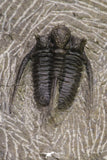 20065 - Top Well Prepared 1.15 Inch Cyphaspis (Otarion) cf. boutscharafinense Devonian Trilobite