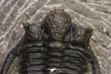 20065 - Top Well Prepared 1.15 Inch Cyphaspis (Otarion) cf. boutscharafinense Devonian Trilobite