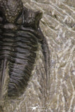 20065 - Top Well Prepared 1.15 Inch Cyphaspis (Otarion) cf. boutscharafinense Devonian Trilobite