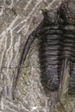 20065 - Top Well Prepared 1.15 Inch Cyphaspis (Otarion) cf. boutscharafinense Devonian Trilobite