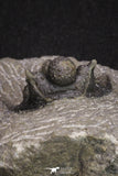 20065 - Top Well Prepared 1.15 Inch Cyphaspis (Otarion) cf. boutscharafinense Devonian Trilobite