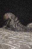 20065 - Top Well Prepared 1.15 Inch Cyphaspis (Otarion) cf. boutscharafinense Devonian Trilobite