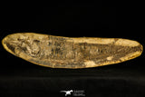 30172- Museum Grade 3D Vinctifer comptoni Fish - Lower Cretaceous Brazil