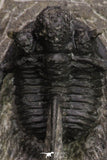 20066 - Top Well Prepared 1.46 Inch Cyphaspis (Otarion) cf. boutscharafinense Devonian Trilobite