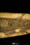 30172- Museum Grade 3D Vinctifer comptoni Fish - Lower Cretaceous Brazil