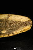 30172- Museum Grade 3D Vinctifer comptoni Fish - Lower Cretaceous Brazil