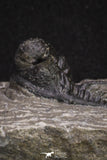 20066 - Top Well Prepared 1.46 Inch Cyphaspis (Otarion) cf. boutscharafinense Devonian Trilobite