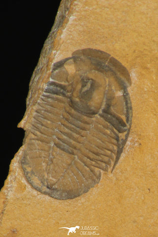 30173 - Top Rare Cedaria minor Middle Cambrian Trilobite Utah USA