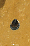 30174 - Beautiful Association of 3 Brachiopodes sp Upper Cambrian Brachiopods - Utah, USA