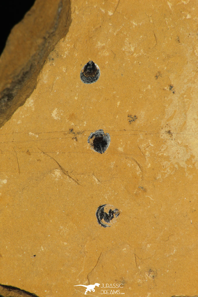 30174 - Beautiful Association of 3 Brachiopodes sp Upper Cambrian Brachiopods - Utah, USA