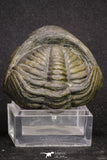 20067 - Nice Rolled 2.04 Inch Drotops megalomanicus Middle Devonian Trilobite
