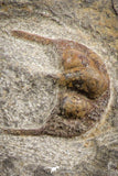07169 - Nicely Preserved 0.81 Inch Onnia sp Ordovician Trilobite