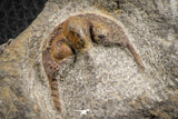 07169 - Nicely Preserved 0.81 Inch Onnia sp Ordovician Trilobite