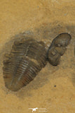 30176 - Top Rare Association of Memonia sahratiani + Cedaria minor Upper Cambrian Trilobites Utah USA