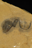 30176 - Top Rare Association of Memonia sahratiani + Cedaria minor Upper Cambrian Trilobites Utah USA