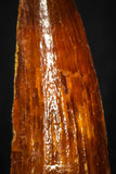 08122 - Well Preserved 1.10 Inch Spinosaurus Dinosaur Tooth Cretaceous