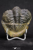 20068 - Nice Rolled 2.84 Inch Drotops armatus Middle Devonian Trilobite