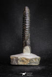 20054 - Premium Grade 4.33 Inch Anetoceras sp Devonian Ammonite "Free Standing Preparation"