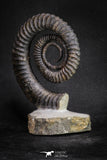 20054 - Premium Grade 4.33 Inch Anetoceras sp Devonian Ammonite "Free Standing Preparation"