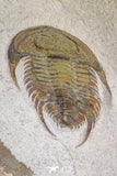 20057 - Top Rare 1.74 Inch Neltneria termieri Early Cambrian Redlichiid Trilobite