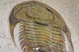 20057 - Top Rare 1.74 Inch Neltneria termieri Early Cambrian Redlichiid Trilobite