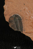 30183 - Beautiful 0.26 Inch Menomonia sp Upper Cambrian Trilobite - Utah USA